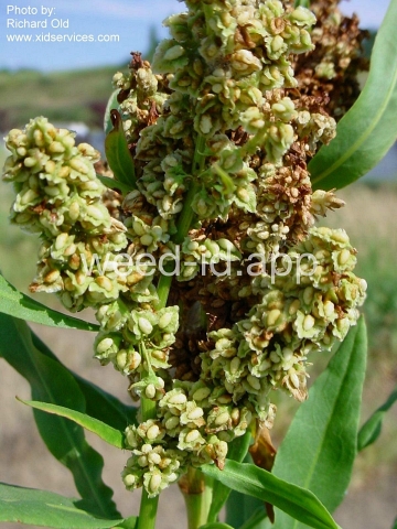 dock, willow leaved